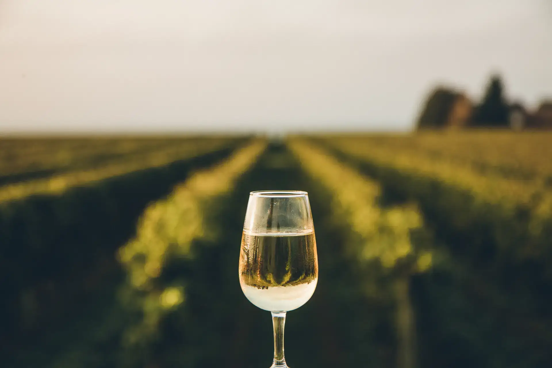 Winery Winery