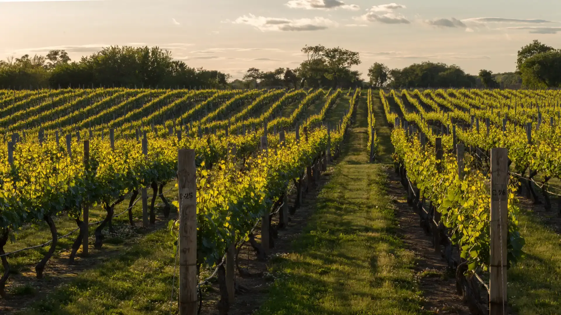 Pocono - Local Vineyard Pocono - Local Vineyard